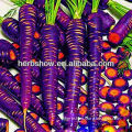 Carrot Seeds For Sale For Growing